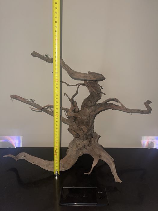 Lampy korzenie grzalki itp