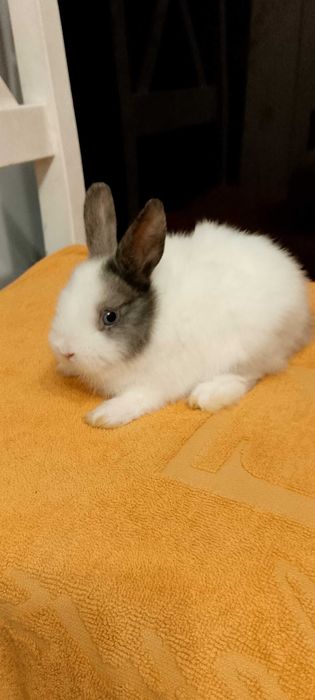 Króliczki miniaturki