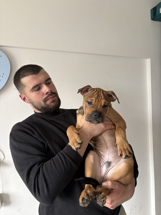 Ca de bou / Perro Dogo Mallorquin / Dog z Majorki FCI