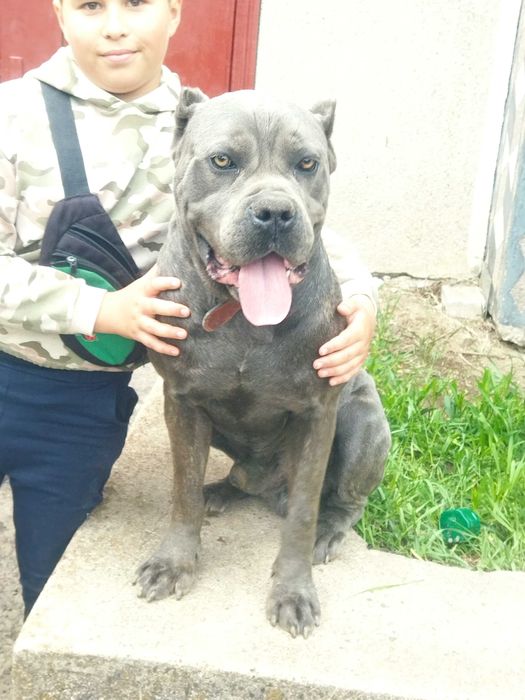 В'язка пса. Кане корсе сірого кольору  Олександр