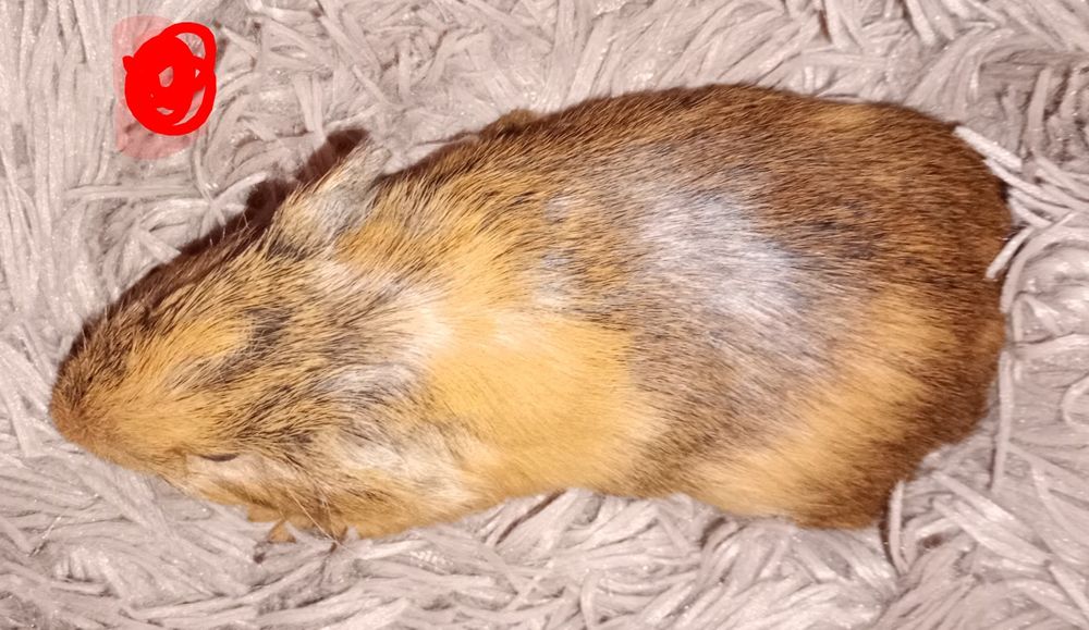 Świnka morska samica gładkowłosa