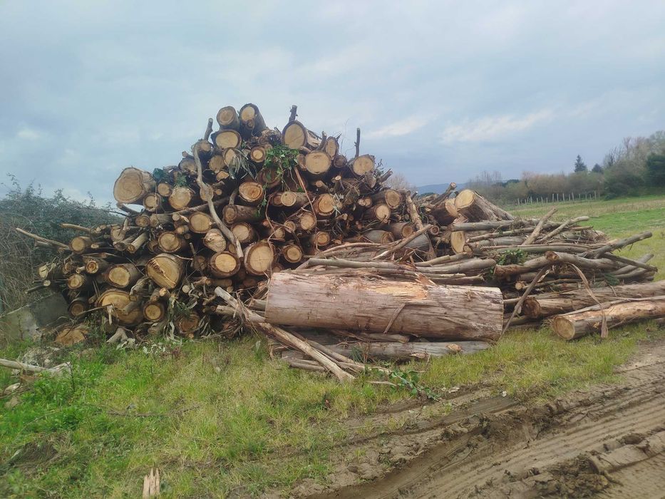 Lenha verde de eucalipto e carvalho