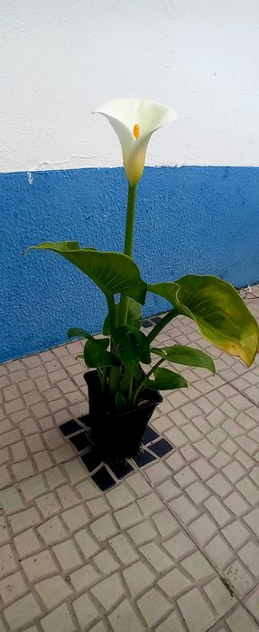 Planta jarro branco lirio calla, zantedeshia