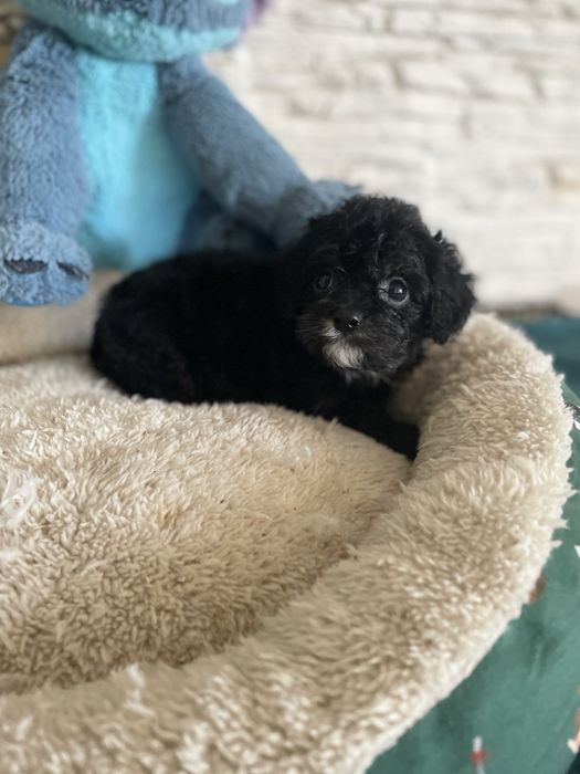 Cavapoo sunia cavalier pudel