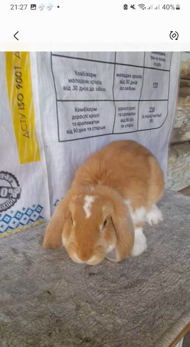 Самець французький баран