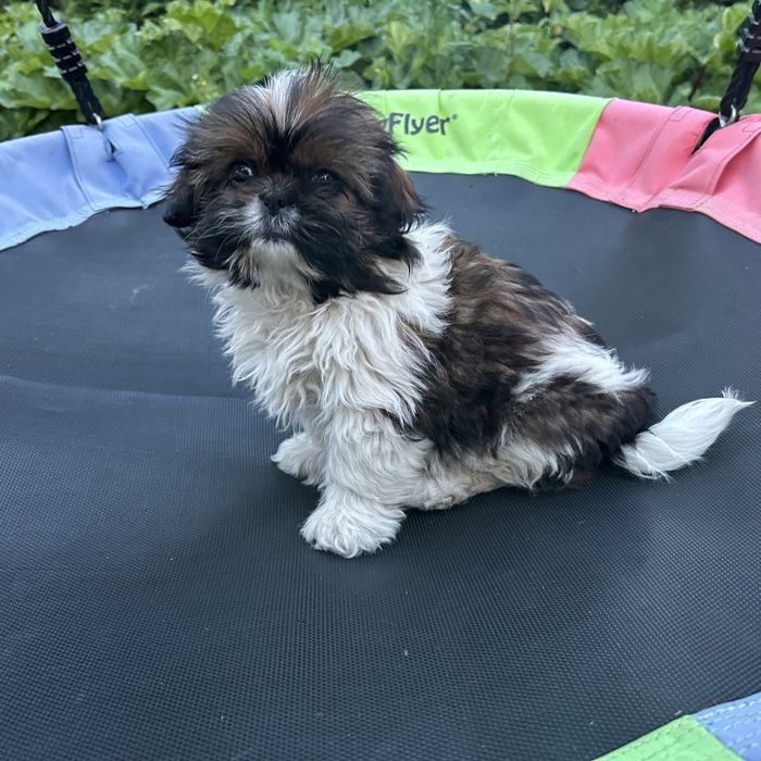 Suczka dziewczynka Shih Tzu