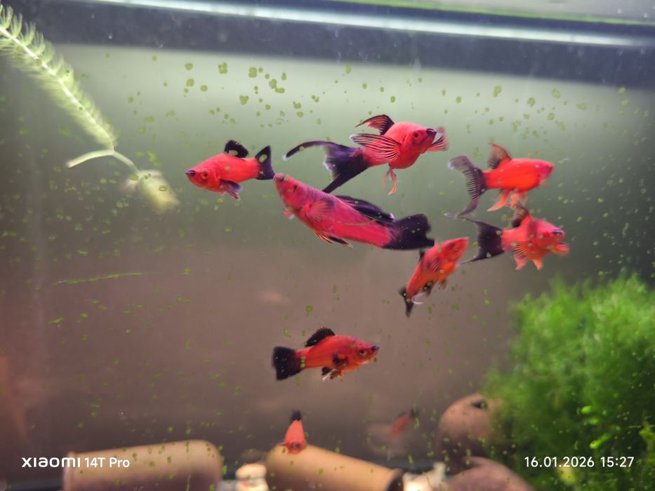 Mieczyk wagtail dorosłe