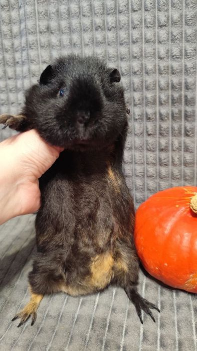 Морская свинка, самка,6 месяцев