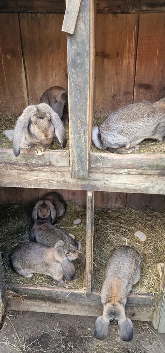Krolik FBS francuskie barany szare samice, samce