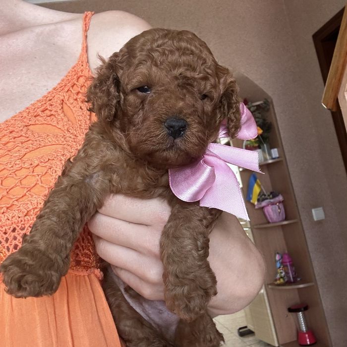 шикарний хлопчик у забарвленні RED BRAUN