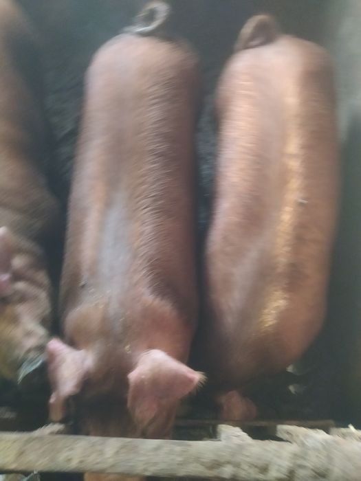 Продам 4 кабана 150+