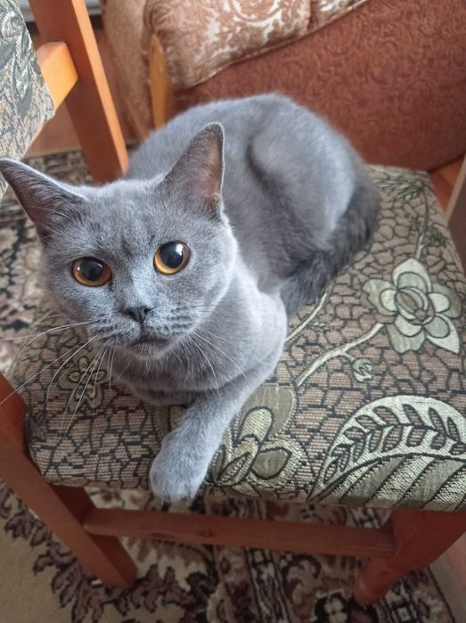 Продам, темна шоколадна шотланська дівчинка.