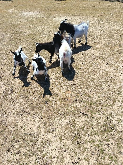 Cabras anãs (machos e fêmeas)