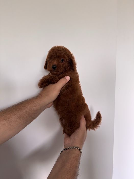 Маю дуже класний той пуделят редбрауни