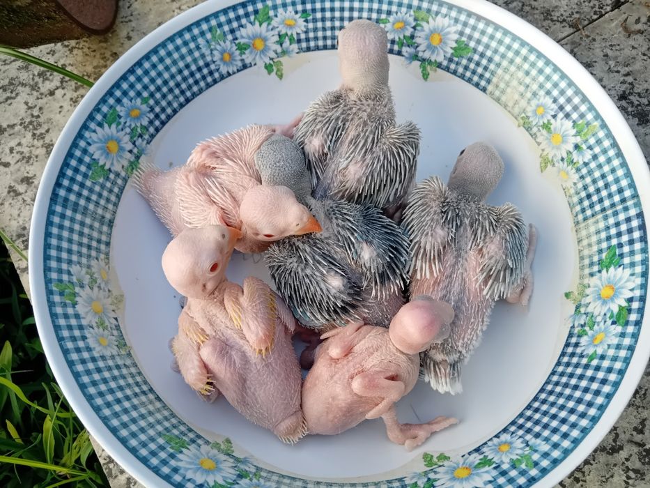 Ring neck bebés para acabar de criar á mão.