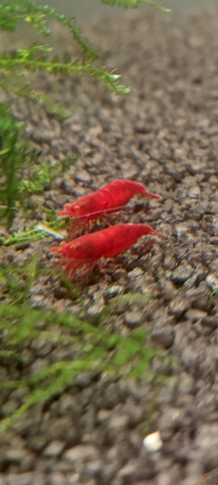 Neocardina Bloody Mary OE „Red Demon” (Orange Eye) – Kranówka!