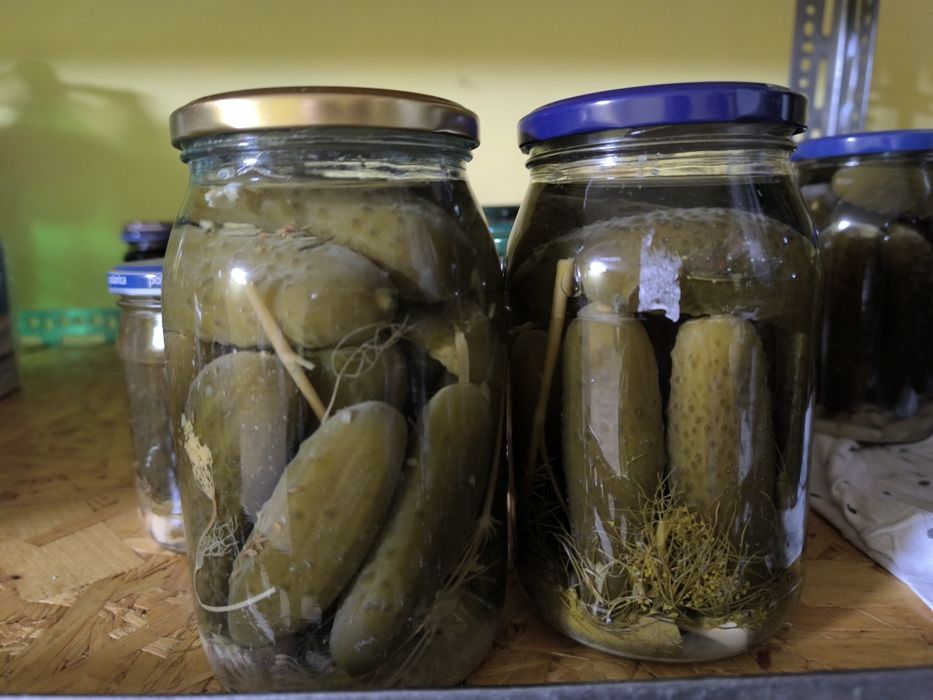 Tradycyjnie ogórki kiszone i korniszony z miodem