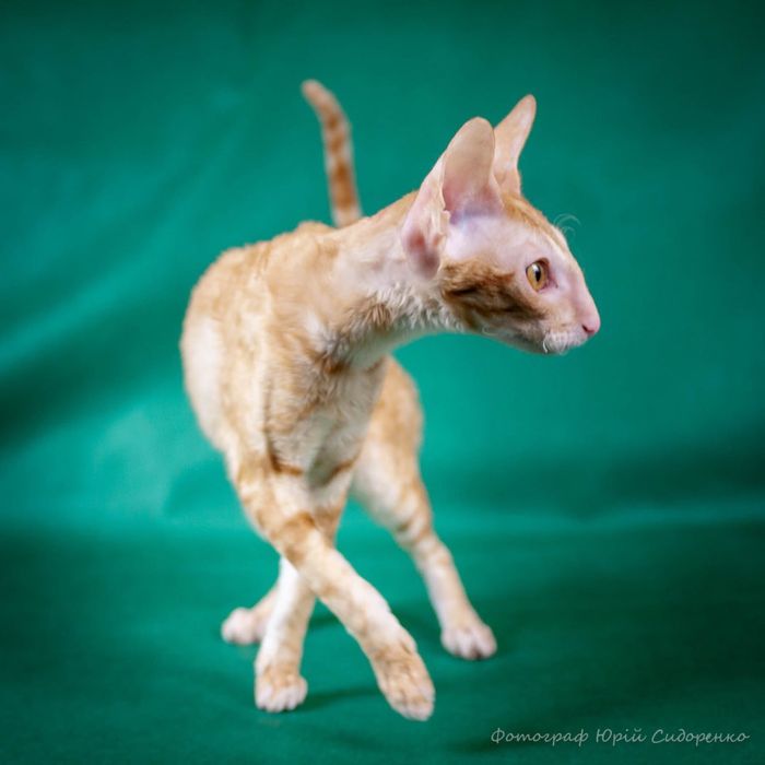 Кошечка Корніш-рекс Корниш-рекс