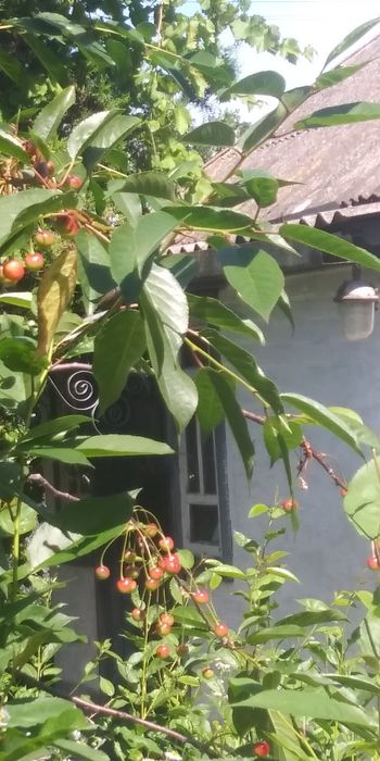 Будинок продаю в місті(здам)