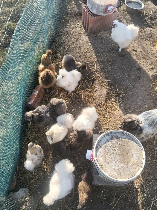 Jaja lęgowe kury silki