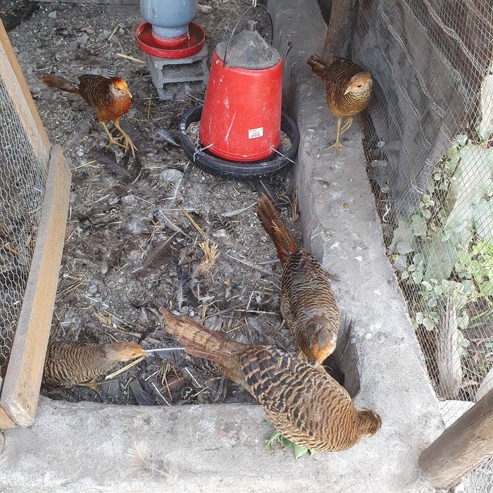 Faisão Dourado deste ano disponivel
