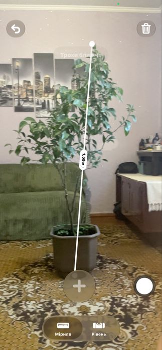 Лимоне дерево не родючу