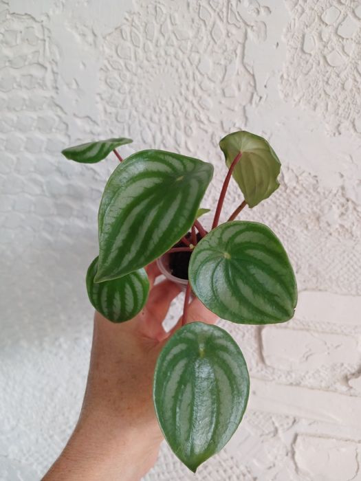 Церопегія Вуда 6видів, Пеперомія Роулі