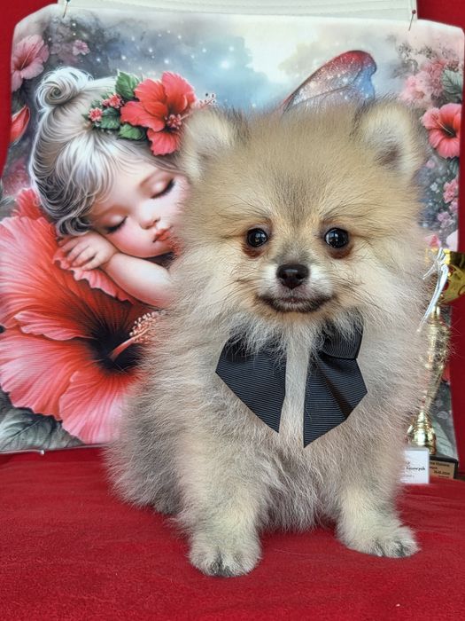Szpic miniaturowy pomeranian piesek  z rodowodem