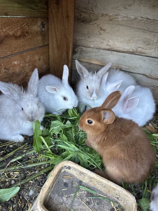 Króliki miniaturki