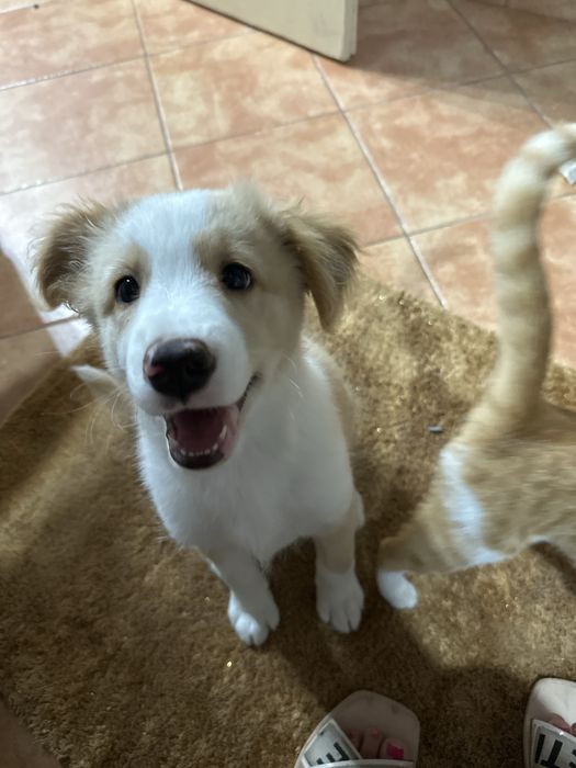 Cao para doar 3 meses