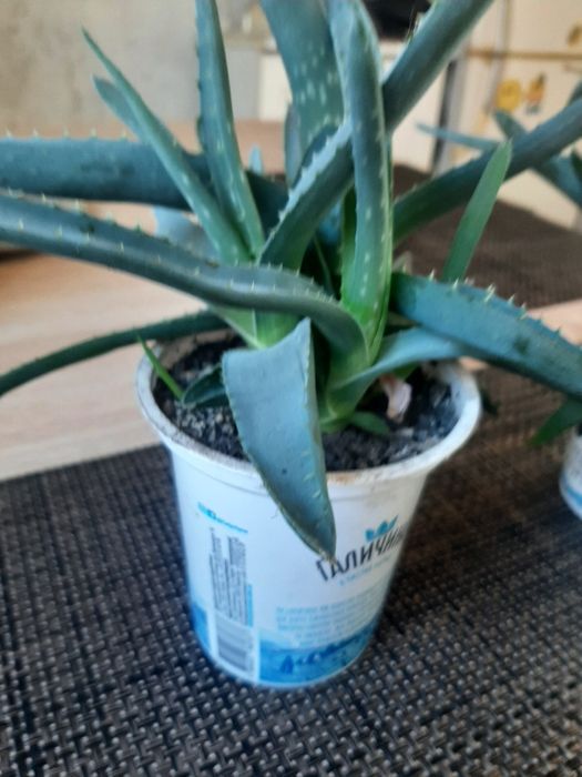 Алое трирічні, 2 вазони
