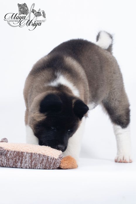 Американська акіта/  Американская акита/ American akita