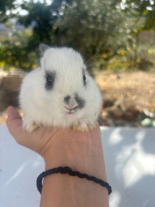 Coelho anão bebé dócil