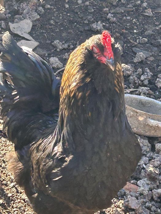 Інкубаційні яйця