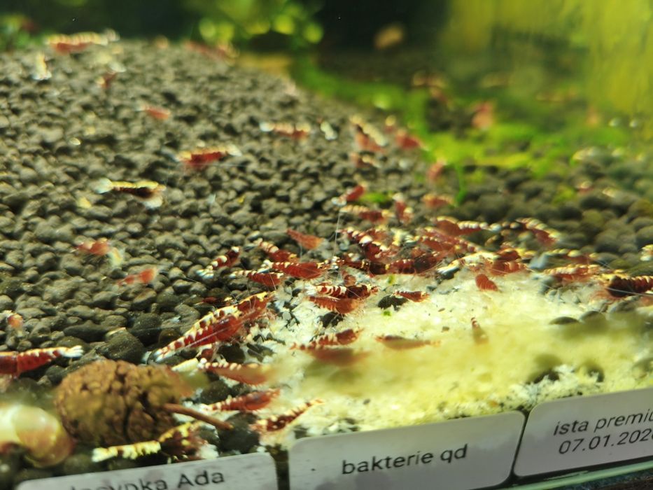 Krewetki Red Metallic - całe stado