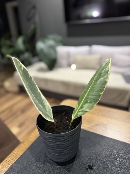 Кімнатні рослини безкоштовно