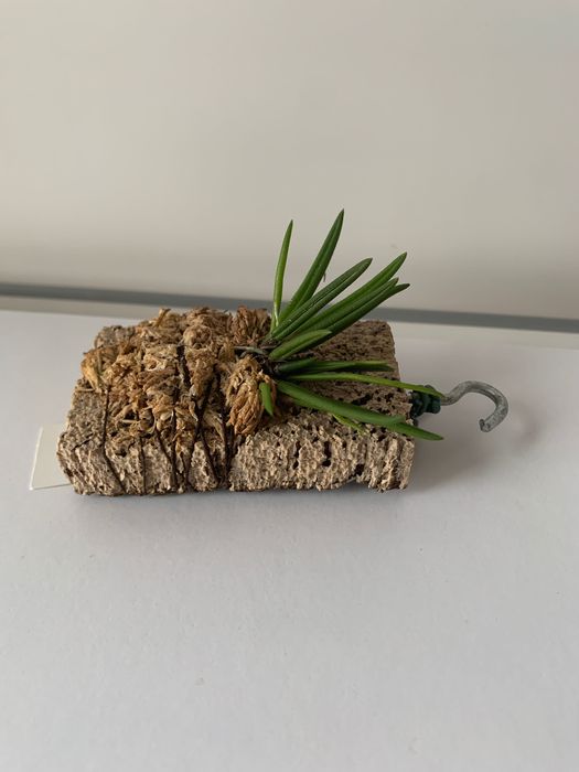 Орхідея Leptotes Tenuis