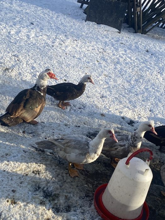 Likwidacja gospodarstwa