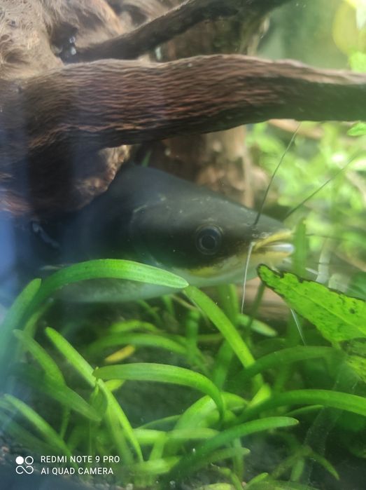 Sum akwarystyczny Mystus nigriceps