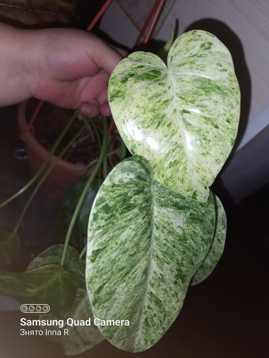 Philodendron Gigantelum var