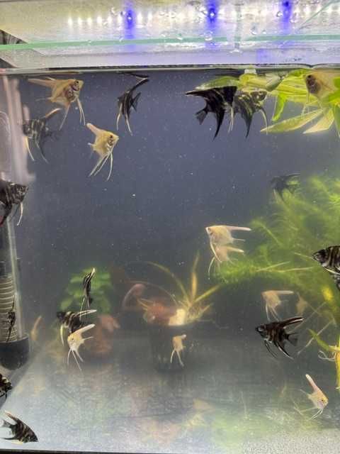 Sprzedam młode skalary