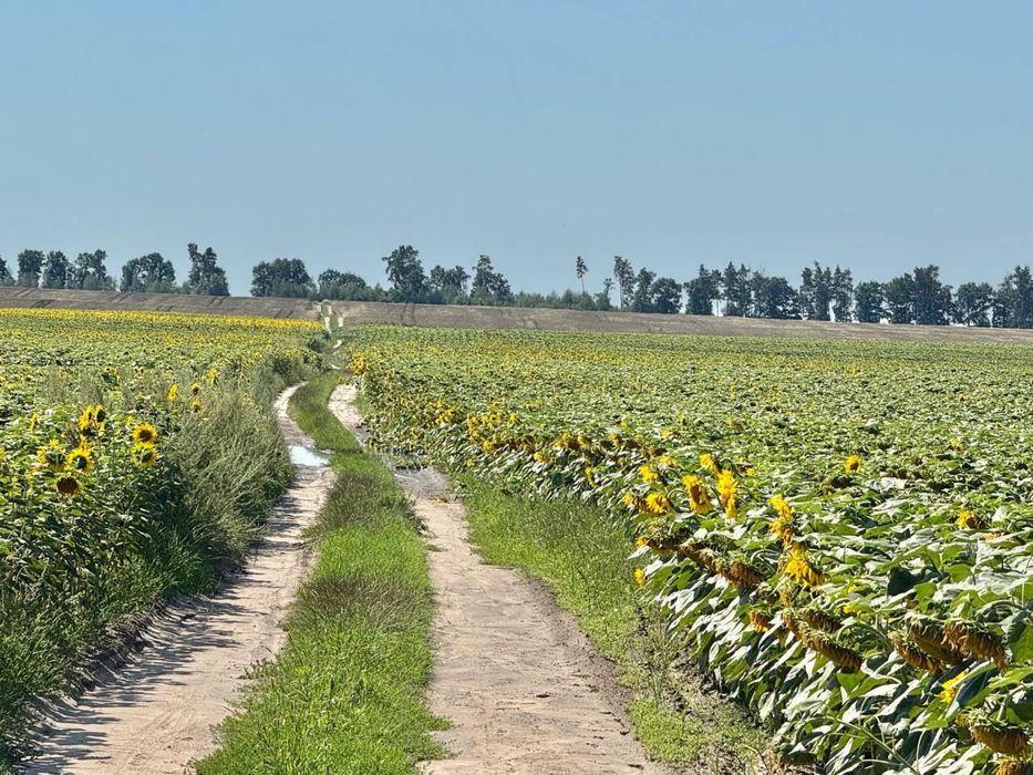 Земельна ділянка 107 га в Бучанському районі