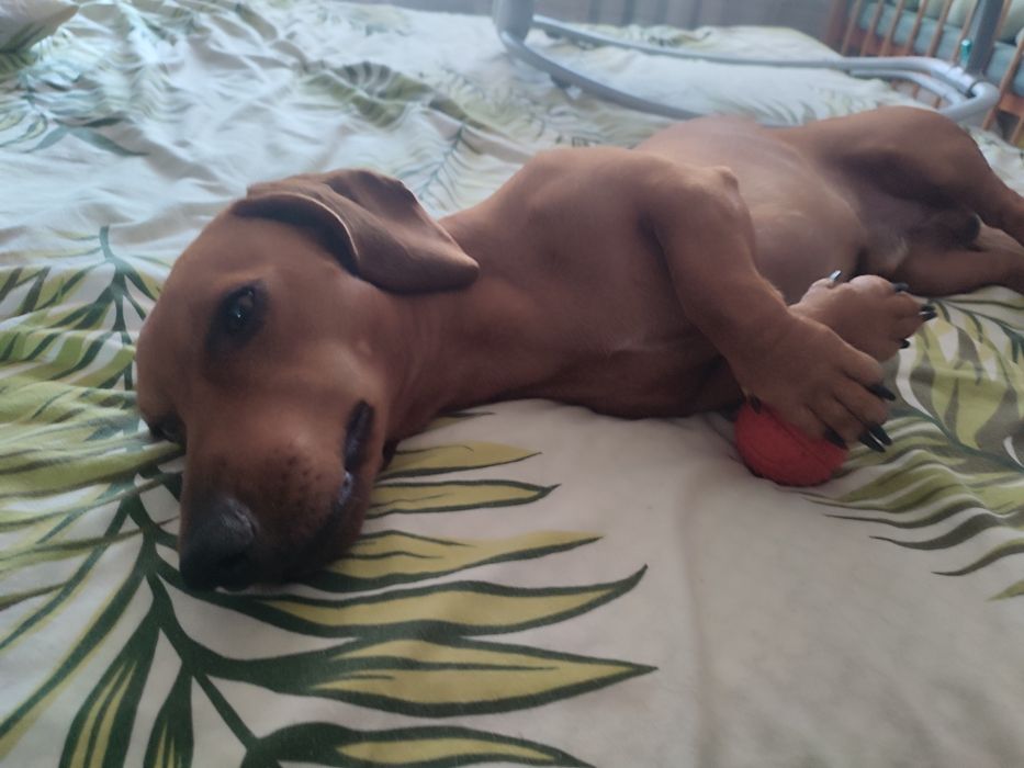 Хлопчик в пошуках нареченої