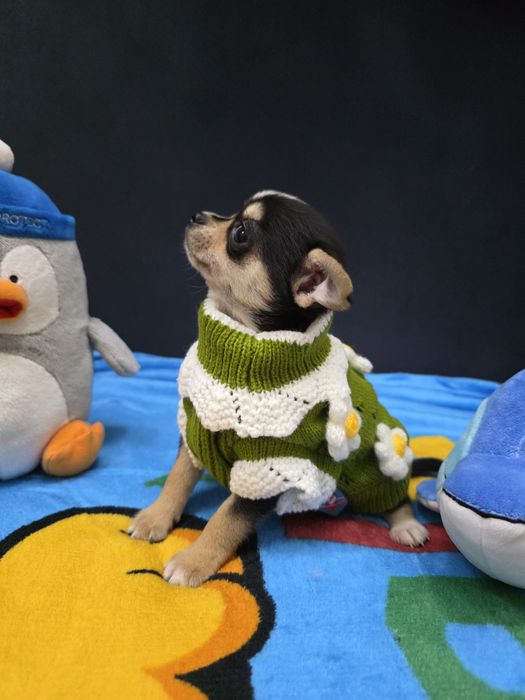 Chihuahua śliczna sunieczka mini z legowiskiem i wyprawką