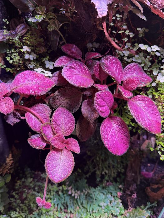 Episcia pilea terrarium