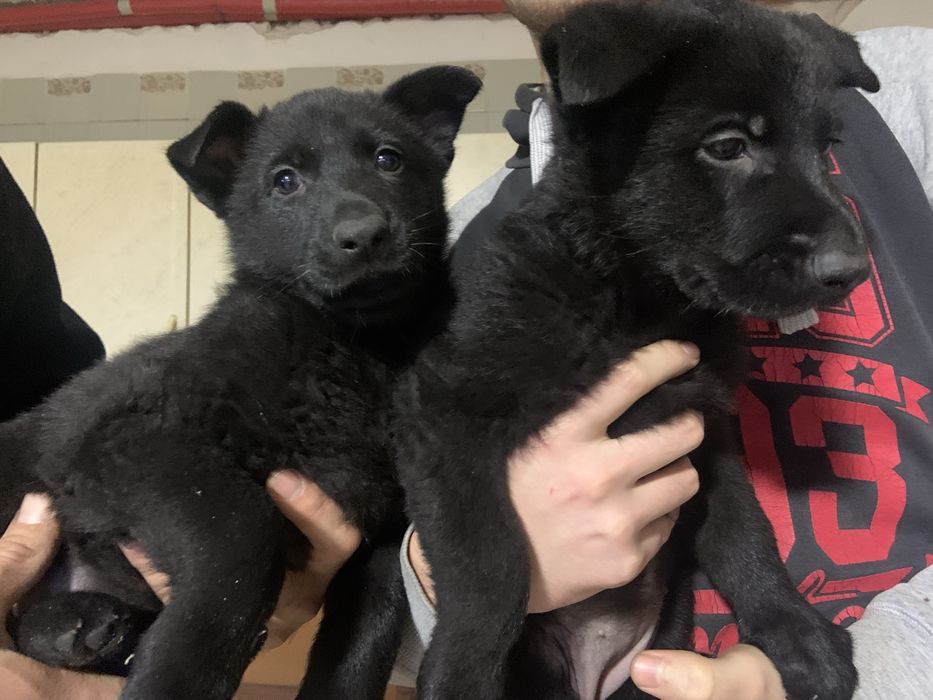 Цуценята чорної  німецької  вівчарки резерв ( бронь )