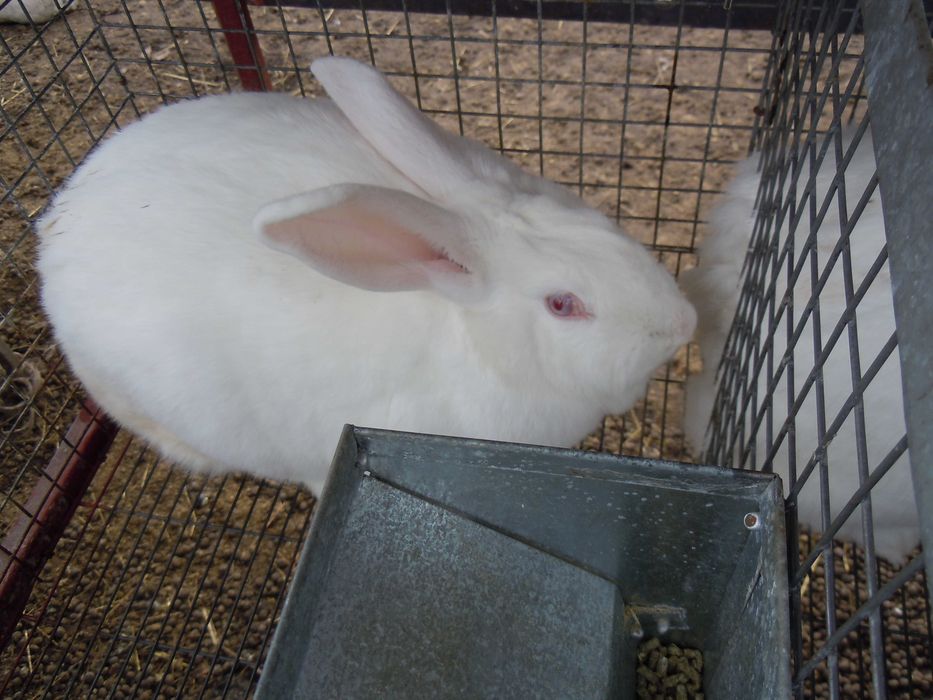 Кітні кролиці. Кролі порди - Термонська Біла .