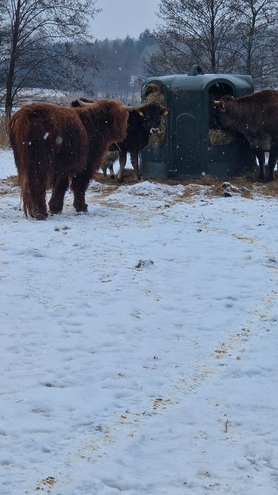 Byk Highland 2 lata wykastrowany do Agroturystyki