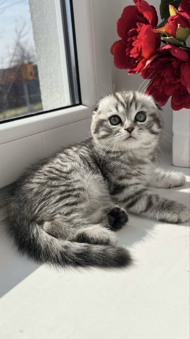 Висловухий хлопчик, котинята, кошенята