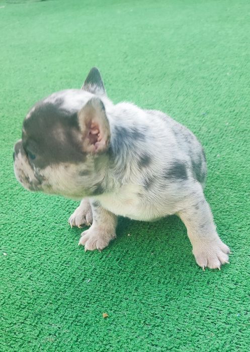 Bulldog francês macho blue Merle tan